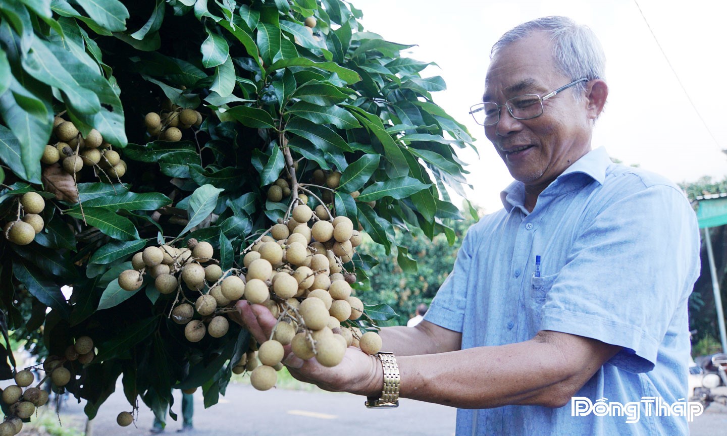 Đồng chí Nguyễn Thanh Bình bên vườn nhãn trĩu quả.
